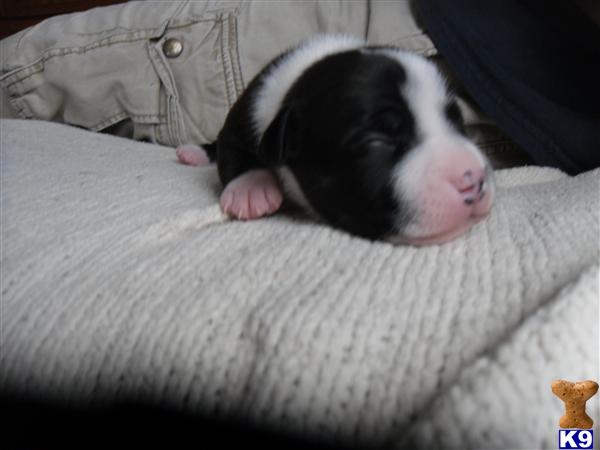 Staffordshire Bull Terrier Puppies